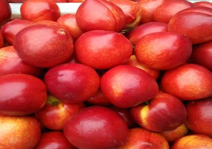 大棚油桃产地价格 山东油桃批发市场 起伟油桃市场欢迎您的到来