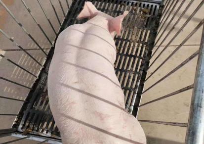 育肥三元仔猪 品种小猪欢迎来电 鸿福牧业价格美丽 欢迎下单