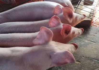 批发育肥猪仔 母猪苗出售 太湖母猪价格 佃升教养殖