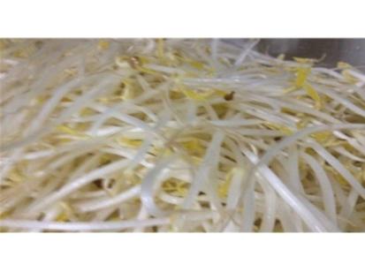 豆芽机生产线图片 生产豆芽机生产线代理 批发豆芽机生产线代理