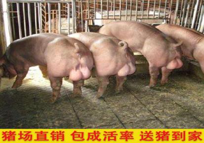 杜洛克种猪 提供技术杜洛克种猪报价批发价格公道 丰牧基地