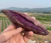 紫罗兰紫薯批发 精品红薯价格美丽 批发售卖 广友值得信赖