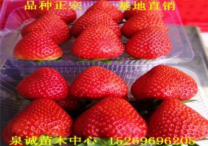 红颜草莓苗管理技术 草莓基地批发优质红颜草莓苗