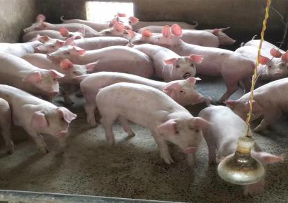 山西临汾附近有仔猪出售 附近有猪仔卖 猪多多品质可靠