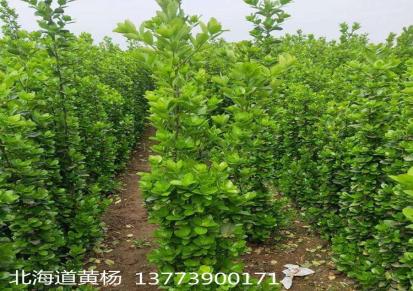 北海道黄杨苗四季常青耐寒绿篱笆围墙植物大叶黄杨 三泰园林