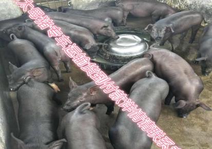 猪苗养殖基地 苗猪种类齐全-养殖基地直接供应-价格公道欢迎订购