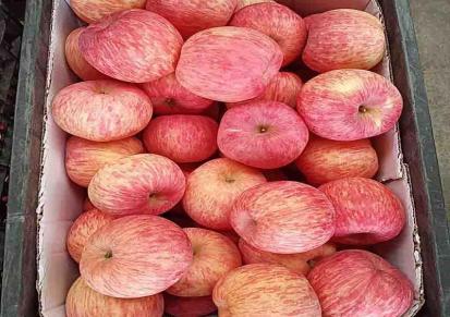 纸袋红富士 苹果新鲜水分多 烟台红富士苹果种植 希伟批发发货快