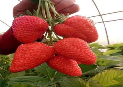 法兰地四季草莓种苗基地批发价格便宜 现挖现卖成活率高