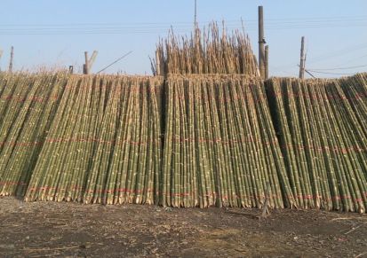 常年供应绿化支撑用毛竹梢 小竹竿 毛竹 农用大棚竹杆 菜架竹
