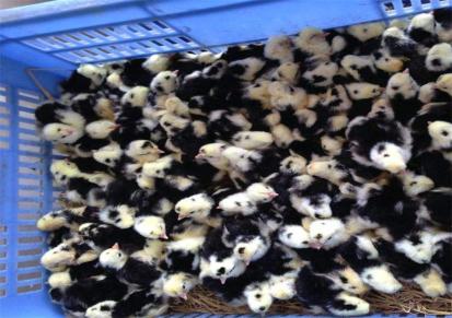 直销鸡苗养殖技术 大量供应五黑鸡苗 本地黑瑶土鸡苗批发市场