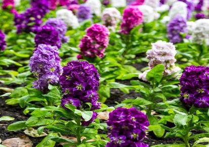 绿材 紫罗兰种子 园林紫罗子兰种子 植被紫罗子兰种子