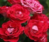 量大优惠月季红色德国庭院蔷薇扦插小苗弗洛伦萨花卉藤本月季花绿艺