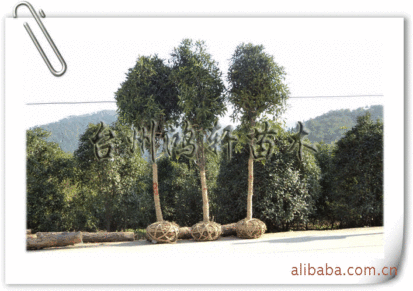 台州市黄岩鸿轩苗木场供应各种不同规格桂花苗木