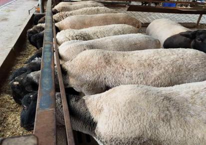 澳洲白种公羊价格 杂交杜泊绵羊价格 包邮 江诚牧业