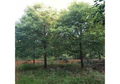 伟创园林 香樟苗 8公分 10公分 12香樟树 高大乔木