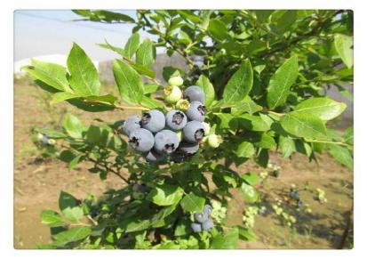 布里吉塔1公分蓝莓苗新品种 生华苗木 1公分蓝莓苗适应性强