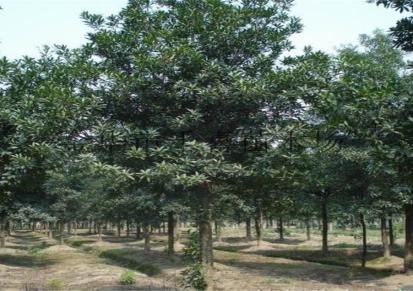 千喜苗木供应 杜英 绿化行道树10公分杜英 浙江量大