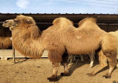 成年观赏骑乘驮运骆驼养殖 技术指导 杂食性强 考察送草原旅游 元鸿