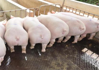 杜洛克公猪 三元仔猪价格 检疫齐全品种优良 强森 湖北仔猪养殖场