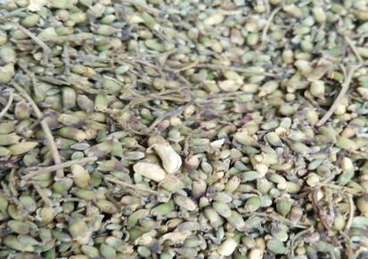 山东干燥槐米 密封储藏生产 天洋药业现货出售优质槐米 精品直销
