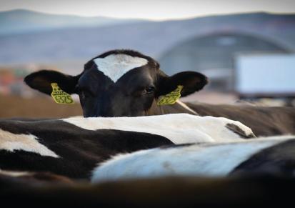 美国有机肉牛用混合矿物质
