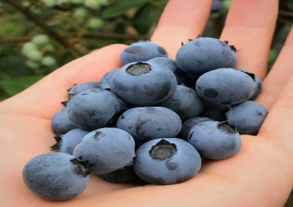 直销供应南方品种蜜斯提蓝莓树 根系强大 品种纯正 量大优惠