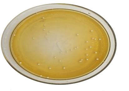 四菌复合 益生菌原料 源头厂家 益生菌冻干粉 乳酸菌 乳杆菌