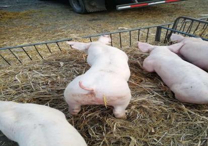 崽猪销售 大白猪仔批发 三元苗猪价格 鸿磊养殖小猪 好看漂亮