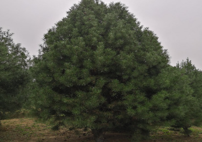 5米一级白皮松优质苗木发全国
