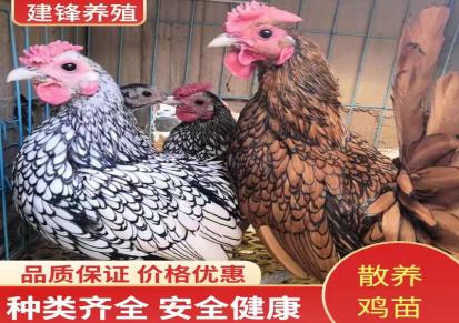 鸡苗孵化场 红玉鸡苗价格 青脚麻鸡小鸡 建锋养殖场