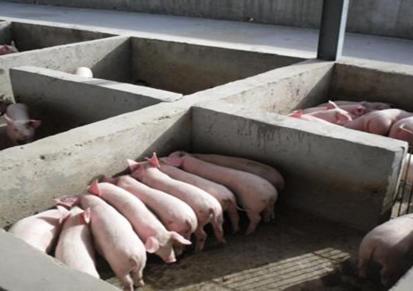 圈养仔猪 活泼健康的仔猪 货源充足 子富足称发货