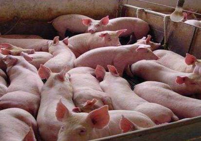 二代母猪基地 正规华胜养殖场 品种齐全 母猪繁育体质好 送货到家