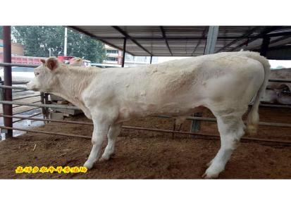湖南肉牛养殖场 改良小肉牛批发价格 优质西门塔尔牛犊