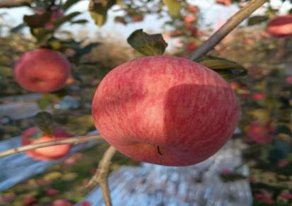 延安山地苹果延土情洛川红富士脆甜可口电商一件代发