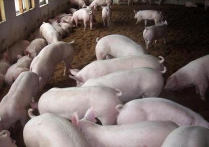 母猪批发基地 创新猪场 北京黑母猪价格 来电咨询