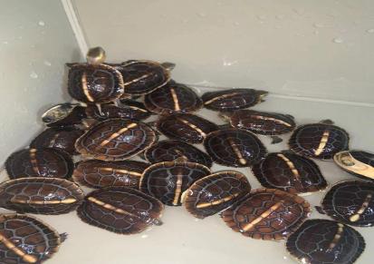 黄缘壳龟苗养殖场龟苗环境半水龟宠物