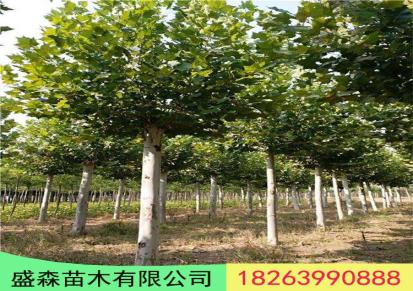 济宁造型法桐树价格20公分的法桐价格