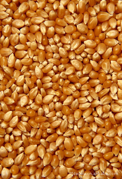 【厂家直销】大量批发供应高品质的玉米粒 
