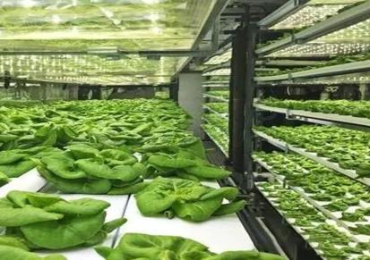 植物工厂设备 集装箱 无土栽培设备 自动吸水 欧马新农