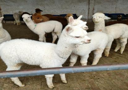 通和亚 羊驼出售 萌宠羊驼回收 杂交小羊驼市场 常年批发