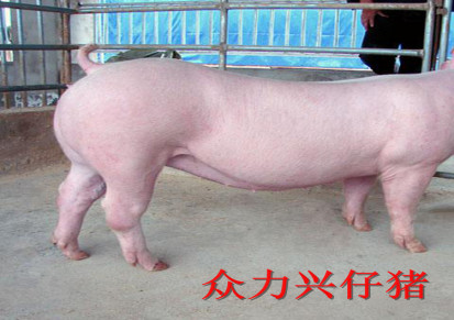 仔猪 三元仔猪市场价 众力兴 山东仔猪供应 猪仔养殖基地常年出售