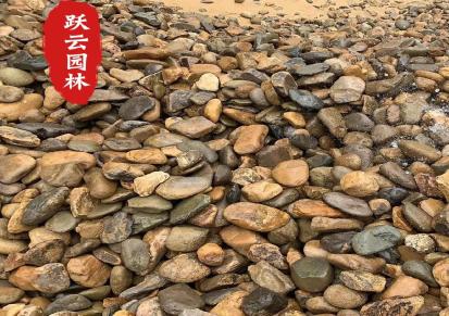 广东鹅卵石厂家小石子大水洗石园林景观石铺路铺面 跃云园林