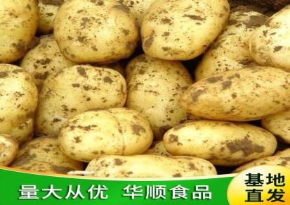 马铃薯 风干晾晒进行加工 土豆基地种植 蔬菜冷库存储 华顺