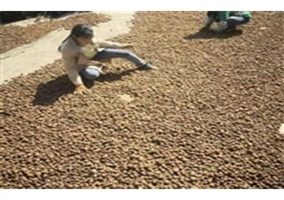 峨边魔芋种子生产厂家现货批发 魔芋种子种植基地大量供应
