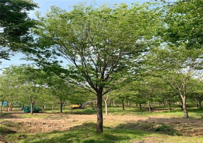 超洋 榉树产地 精品榉树价格 江苏榉树批发 量大优惠 行道树