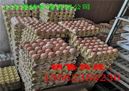 呼和浩特红玉鸡苗 九斤红公鸡苗 大型孵化场 受精种蛋