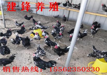 全国出售建锋禽业脱温贵妃鸡鸡苗 养成周期短 大型鸡苗孵化场 雏鸡批发价格