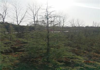 南京旷世园林 雪松幼苗 树形好 价格低 道路工程专用
