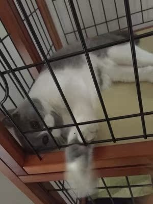 宠物爱丽丝猫笼子多层三层便携别墅可折叠通用加密猫咪笼