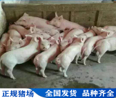 200斤二元母猪价格 江西仔猪批发价格腾飞养殖代办运输送猪到家